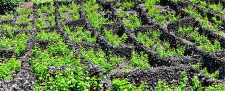 pico island - Vineyards inside lava walls at Criacao Velha. A UNESCO World Heritage Site. Pico, Azores islands, Portugal Stock Photo - Rights-Managed, Code: 862-03889225