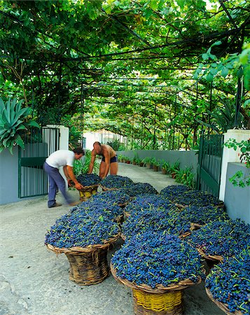 Raisins au cours de la récolte dans l'île de Madère, Portugal Photographie de stock - Rights-Managed, Code: 862-03889321