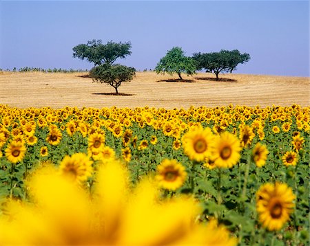 Cork trees and sunflowers in ths vast plains of Alentejo, Portugal Foto de stock - Direito Controlado, Número: 862-03889330