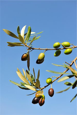 simsearch:862-06826145,k - Olives, Alentejo, Portugal Foto de stock - Direito Controlado, Número: 862-03889331