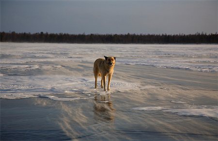 siberia - Russia, Siberia, Baikal; A wolf on frozen lake baikal Stock Photo - Rights-Managed, Code: 862-03889424