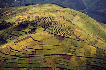 simsearch:862-03355431,k - Rwanda. Au pays des mille collines, densité est à son plus haut niveau en Afrique. Terrassement est utilisé pour optimiser l'espace qui peut être cultivée. Photographie de stock - Rights-Managed, Code: 862-03889458