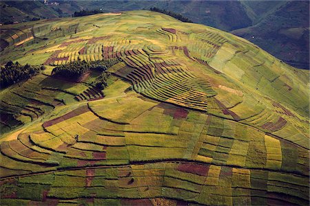 Rwanda. In the land of a thousand hills population density is at its highest in africa. Terracing is used to maximise the area that can be farmed. Stock Photo - Rights-Managed, Code: 862-03889458