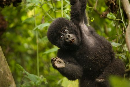 simsearch:851-02963307,k - Virunga, Rwanda. A playful baby gorilla swings in the forest. Foto de stock - Con derechos protegidos, Código: 862-03889477
