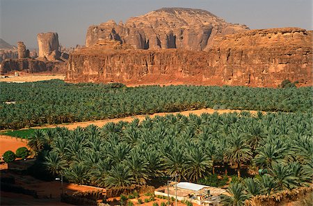 palma da dattero - Saudi Arabia, Madinah, Al-Ula. Date plantations lie amidst picturesque scenery in the oasis surrounding Al-Ula. Fotografie stock - Rights-Managed, Codice: 862-03889530