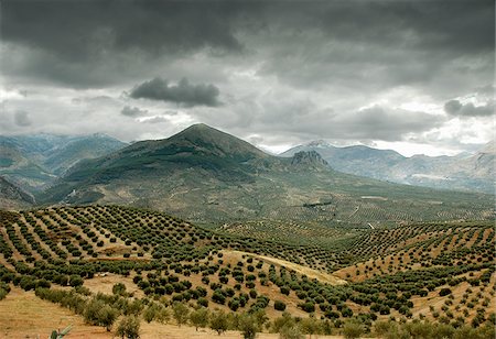 Olive tree fields in Sierra Magina . Jaen, Andalucia, Spain Stock Photo - Rights-Managed, Code: 862-03889617