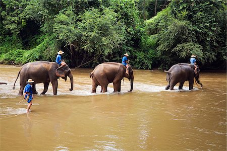 simsearch:862-03364334,k - Thaïlande, Chiang Mai, Chiang Dao. Une ligne d'éléphants patauge à travers la rivière Ping au Centre de formation de Chiang Dao Elephant. Photographie de stock - Rights-Managed, Code: 862-03889836