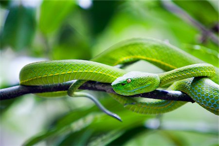 simsearch:862-08091518,k - Thaïlande, Nakhon Ratchasima, Khao Yai. Viper lèvres blanches dans le Parc National de Khao Yai. Couvrant 2170 kilomètres carrés, Khao Yai intègre une des plus grandes forêts intactes de mousson en Asie et est un site du patrimoine mondial de l'UNESCO. Photographie de stock - Rights-Managed, Code: 862-03889846