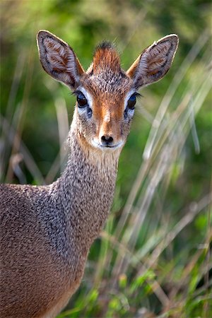 simsearch:862-03890046,k - Tanzanie, Serengeti. Portraits du dik-dik femme timide. Photographie de stock - Rights-Managed, Code: 862-03890045