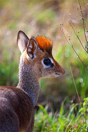 Tanzanie, Serengeti. Un jeune dik-dik. Photographie de stock - Rights-Managed, Code: 862-03890046