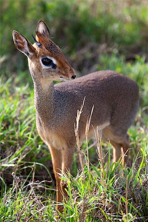 Tanzania, Serengeti. Portraits of the shy Dik-dik. Stock Photo - Rights-Managed, Code: 862-03890048