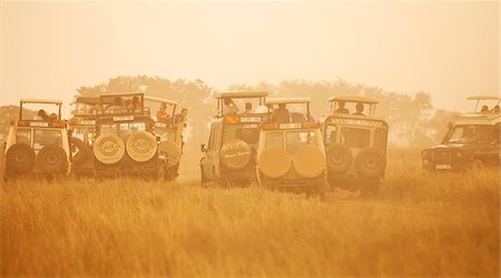 Tanzania, Serengeti. Crowds of safari vehicles hustle for the best view of a leopard. Foto de stock - Direito Controlado, Número: 862-03890054