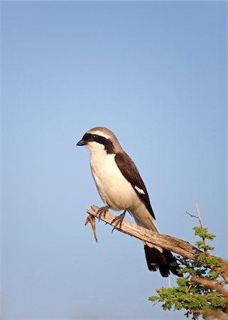 Tanzania, Serengeti. A Shrike taking in the morning sun. Stock Photo - Rights-Managed, Code: 862-03890056