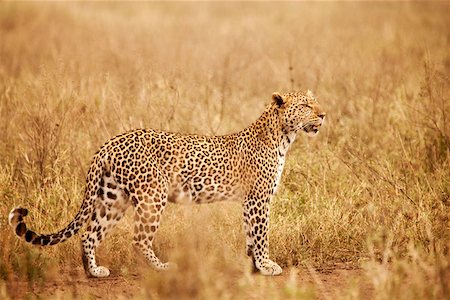 panthers - Tanzania, Serengeti. A leopard boldly stands in the long grasses near Seronera. Foto de stock - Con derechos protegidos, Código: 862-03890053