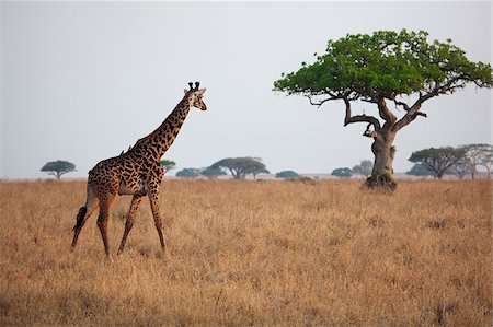 safaris - A giraffe on the Serengeti plains in Tanzania Foto de stock - Con derechos protegidos, Código: 862-03890069