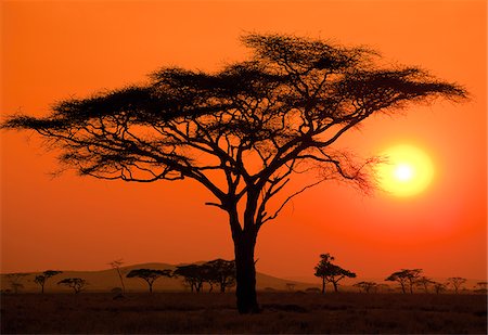 simsearch:862-03737271,k - Silhouette of an acacia tree with the sun setting in the background on the Serengeti in Tanzania Stock Photo - Rights-Managed, Code: 862-03890070