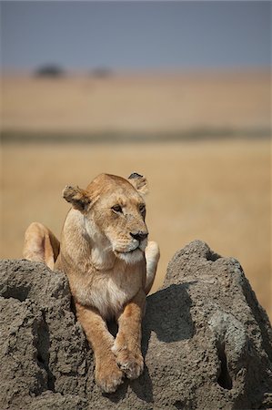 simsearch:862-03713007,k - Un lion femelle sur le Serengeti en Tanzanie Photographie de stock - Rights-Managed, Code: 862-03890072