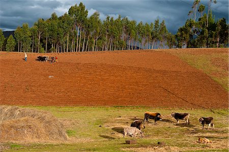 simsearch:877-08026499,k - South America, Peru, Cuzco region, Urubamba Province, Inca sacred valley Foto de stock - Con derechos protegidos, Código: 877-08026491