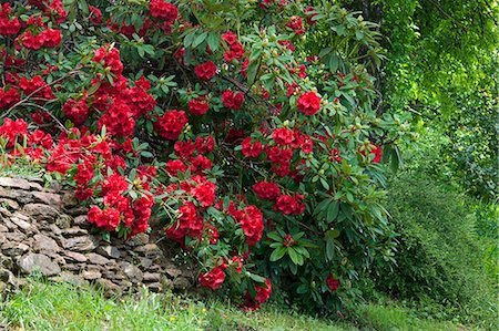 rododendro - Rhododendron in bloom on an old stone wall Foto de stock - Con derechos protegidos, Código: 877-08031197