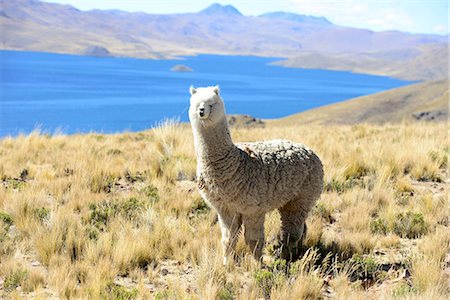 puño - Llama at Lagunillas lake near Puno,in Peru,South America Photographie de stock - Rights-Managed, Code: 877-08031301