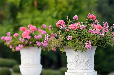 Bowls of Flowers. Saint-Sauveur-en-Puisaye. France. Stock Photo - Rights-Managed, Code: 877-08031366