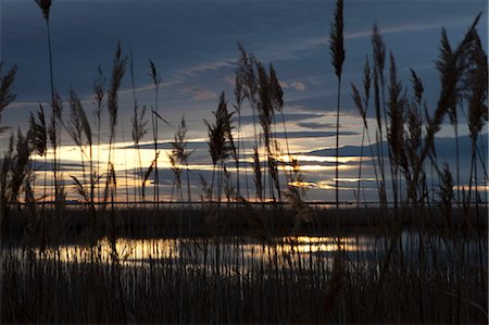 France, Bouches du Rhône, Natural Park of Camargue. Sunset on a pond surrounded by reeds Photographie de stock - Rights-Managed, Code: 877-08079065