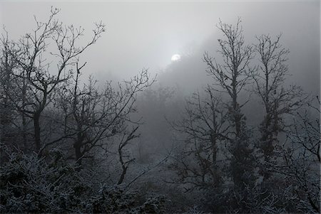 France, foggy forest in winter Stock Photo - Rights-Managed, Code: 877-08079148