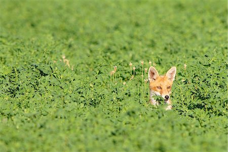 fox - Europe, France, Aveyron, a fox (Vulpes vulpes). Stock Photo - Rights-Managed, Code: 877-08079155