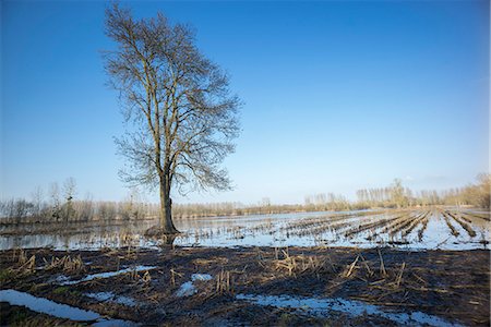 simsearch:877-08129080,k - France, Charente-Maritime, near les Nouillers, flooded corn field Fotografie stock - Rights-Managed, Codice: 877-08128155