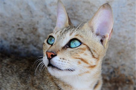 Sultanate of OMAN focus on the face of a young cat with very green eyes Stock Photo - Rights-Managed, Code: 877-08128190