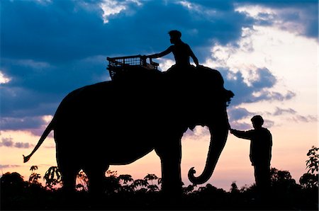 Camdodia, Ratanakiri Province, the Okatchang path, the mahouts lead the elephants back to their home Stock Photo - Rights-Managed, Code: 877-08128316