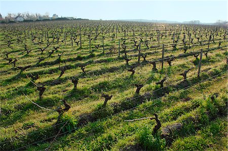 The vineyard at Vincent Roussely's, organic winemaker, Anger, Loire Valley, France, mandatory caption : Clos Roussely Fotografie stock - Rights-Managed, Codice: 877-08128496