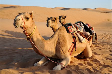 Sultanate of Oman Wahiba desert 3 camels are lying down in the sand Stock Photo - Rights-Managed, Code: 877-08128637