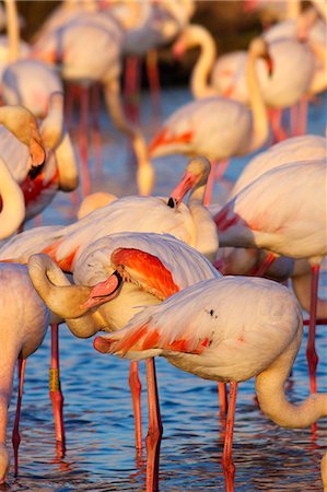 Europe, France, Languedoc Roussillon, Gard, flamingos in the Camargue. Photographie de stock - Rights-Managed, Code: 877-08128653