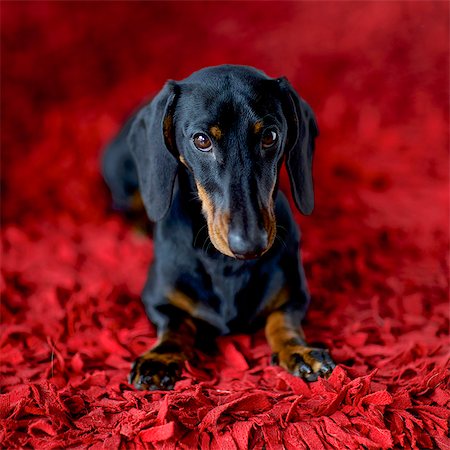 dachshund - Dachshund on a red carpet Foto de stock - Con derechos protegidos, Código: 877-08128711