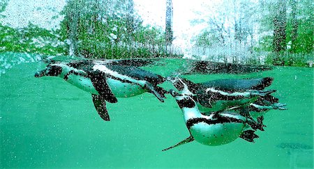 3 Pinguins in a pool at the Beauval zoo Photographie de stock - Rights-Managed, Code: 877-08128712