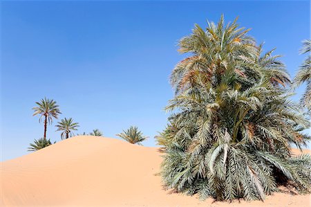 Morocco. Draa Valley. Ksar Nasrate. Dune and palm trees. Photographie de stock - Rights-Managed, Code: 877-08128871