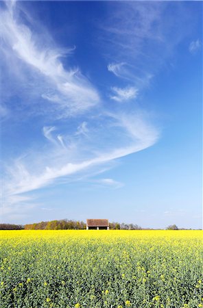 seine et marne - France,Seine et Marne. Coulsdon area. Field of rape flowers. Foto de stock - Direito Controlado, Número: 877-08129079