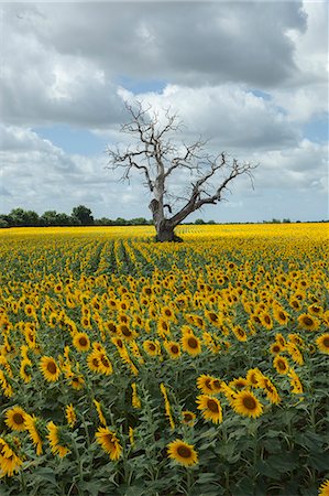 sunflower scenery in france - France, Western France, Charente-Maritime, le Mung, sunflower fields, dead chestnut tree Stock Photo - Rights-Managed, Code: 877-08129072