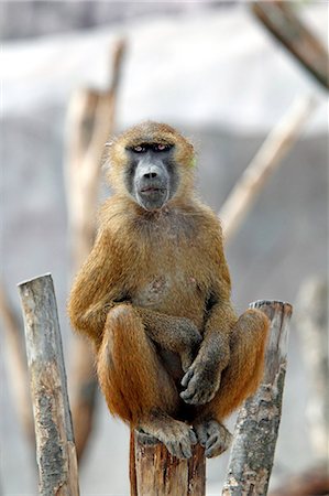 singe (primate) - France,Paris. Vincennes. Zoo de Vincennes. Area Sahel Sudan. Baboon on a tree trunk. Photographie de stock - Rights-Managed, Code: 877-08129088
