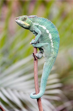 reptile - France,Paris. Vincennes. Zoo de Vincennes. Close up of a panther chameleon (Furcifer pardalis). Stock Photo - Rights-Managed, Code: 877-08129083