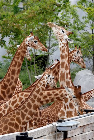 simsearch:6108-08841682,k - France,Paris. Vincennes. Zoo de Vincennes. Area Sahel Sudan. Giraffes. Stock Photo - Rights-Managed, Code: 877-08129094