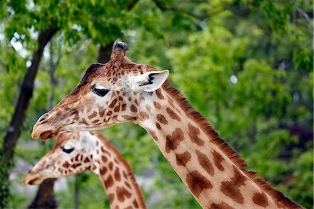 sudan - France,Paris. Vincennes. Zoo de Vincennes. Area Sahel Sudan. Giraffes. Foto de stock - Con derechos protegidos, Código: 877-08129095