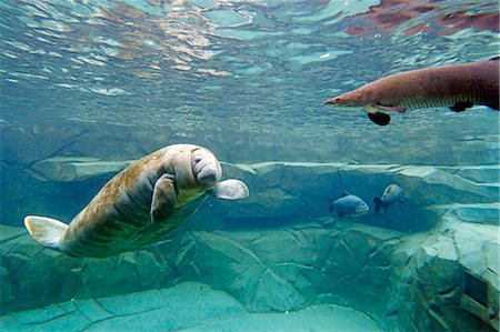 France,Paris. Vincennes. Zoo de Vincennes. Guyana area. Manatee (Trichechus) Photographie de stock - Rights-Managed, Code: 877-08129096