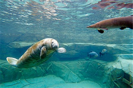 french guiana - France,Paris. Vincennes. Zoo de Vincennes. Guyana area. Manatee (Trichechus) Photographie de stock - Rights-Managed, Code: 877-08129096