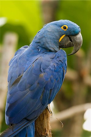 perroquet - France. Paris 12th district. Wood of Vincennes. Zoo of Paris (formerly called Zoo of Vincennes). Hyacinth macaw in the tropical greenhouse Photographie de stock - Rights-Managed, Code: 877-08129189