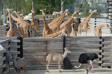 France. Paris 12th district. Wood of Vincennes. Zoo of Paris (formerly called Zoo of Vincennes). Giraffes with female antelopes Big Koodoo and ostrich Foto de stock - Con derechos protegidos, Código: 877-08129193