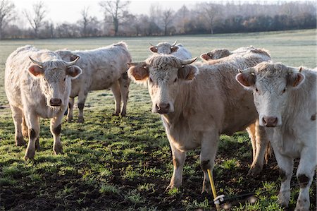 France, Auvergne, Charolais cattle herd in field Stock Photo - Rights-Managed, Code: 877-08129246