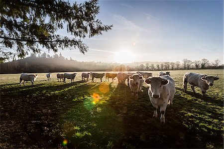 simsearch:6108-08841682,k - France, Auvergne, Charolais cattle herd in field Stock Photo - Rights-Managed, Code: 877-08129247