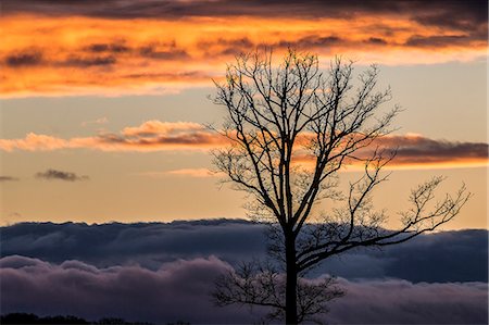 France, Forest of Tronçais ( Forêt de Tronçais), Tree in sunset Photographie de stock - Rights-Managed, Code: 877-08129254